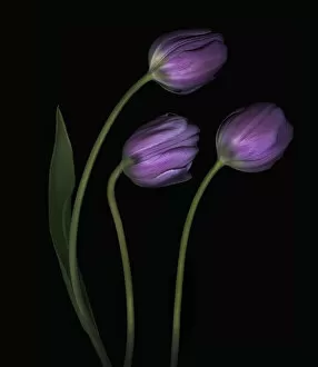 Images Dated 17th August 2016: Purple Tulips (Tulipa)