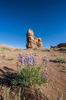 Uncultivated Collection: Purple wild flowers, Capitol Reef National Park, Utah, USA