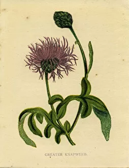 Images Dated 2nd April 2019: Purple wildflower greater knapweed Victorian botanical illustration by Anne Pratt