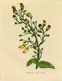 Images Dated 2nd April 2019: Purple wildflower knotted figwort Victorian botanical illustration by Anne Pratt