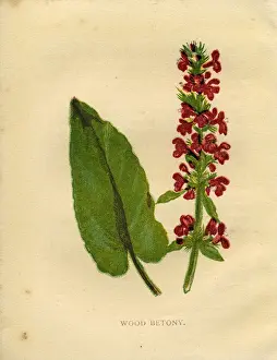 Anne Pratt Prints: Purple wildflower wood betony Victorian botanical illustration by Anne Pratt
