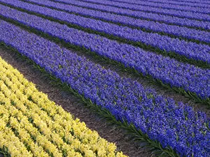Images Dated 16th April 2013: Purple and yellow hyacinths (Hyacinthus) fields, Lisse, South Holland, Netherlands