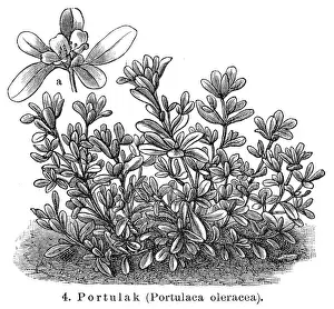 Leaf Vegetable Prints: Purslane Vegetables engraving 1895