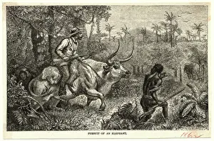 Pursuit of an Elephant