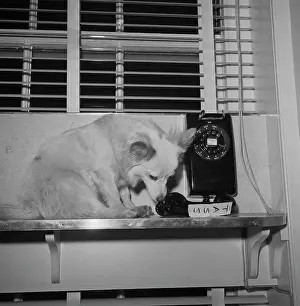 Pushinka a Pet of Caroline Kennedy