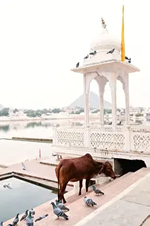 Pushkar Prints: Pushkar lake and shrine, Pushkar Rajasthan India