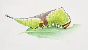 Moth Prints: Puss Moth, Cerura vinula, artwork of green and brown caterpillar