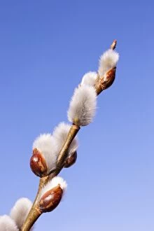 Pussy Willow or Great Sallow -Salix-, willow catkins, Coswig, Saxony, Germany