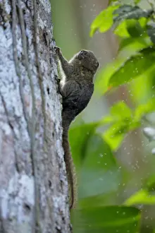Pygmy Marmoset (Cebuella pygmaea)