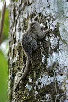 Pygmy Marmoset (Cebuella pygmaea)