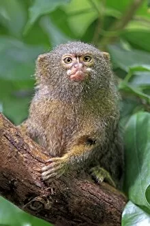 New World Monkey Collection: Pygmy Marmoset -Cebuella pygmaea-, captive, Krefeld, North Rhine-Westphalia, Germany