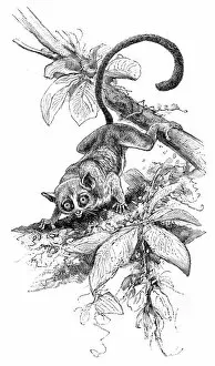 Images Dated 1st July 2015: Pygmy mouse lemur engraving 1895