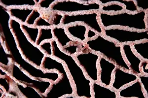 Hidden Prints: Pygmy seahorse (Hippocampus bargibanti) on Sea fan coral (Muricella)