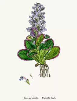 English Botany, or Coloured figures of British Plants Collection: Pyramidal Budge plant