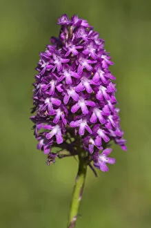 Pyramidal Orchid -Anacamptis pyramidalis-, Makrigialos, Greece, Europe
