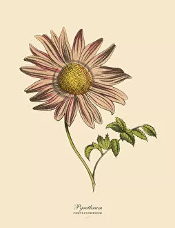 Pyrethrum or Chrysanthemum Plant, Victorian Botanical Illustration