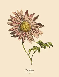 66697 Prints: Pyrethrum or Chrysanthemum Plant, Victorian Botanical Illustration