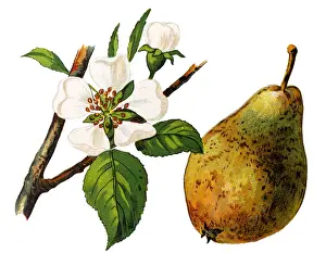 Pyrus communis, known as the European pear or common pear