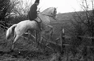 A Pytchley Hunter