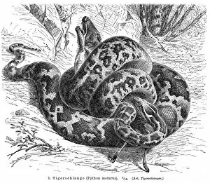 Images Dated 2nd June 2017: Python molurus engraving 1896