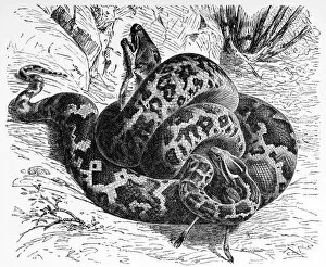 Images Dated 22nd September 2016: Python molurus (Yellow burmese python)