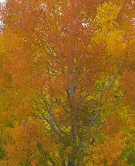 Branches Collection: Quacking aspen trees in fall, Wyoming