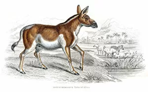 Images Dated 17th June 2015: Quagga male extinct engraving 1841