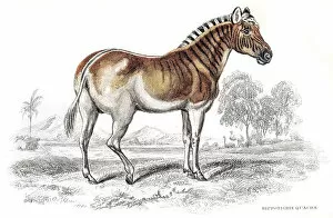 Images Dated 17th June 2015: Quagga Zebra extinct engraving 1841