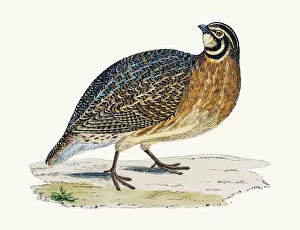 Images Dated 4th June 2016: Quail bird