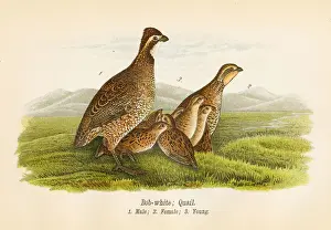 Quail Prints: Quail bird lithograph 1890