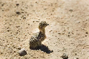 Images Dated 6th September 2012: Quail -Coturnix coturnix- chick sitting on gravel road, Namibia