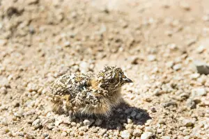 Galliformes Prints: Quail -Coturnix coturnix- chick sitting on gravel road, Namibia