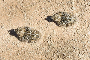 Images Dated 6th September 2012: Quail -Coturnix coturnix-, two chicks sitting on a gravel road, Namibia