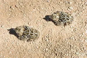 Galliformes Prints: Quail -Coturnix coturnix-, two chicks sitting on a gravel road, Namibia