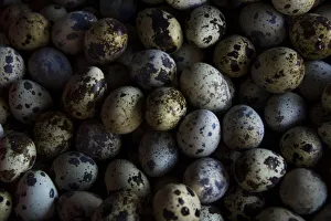 Retail Gallery: Quail eggs for sale