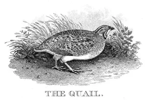 Quail Prints: Quail engraving 1812