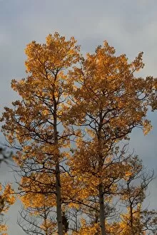 Quaking Aspens, Trembling Aspens -Populus tremuloides-, leaves in fall colours, Indian Summer, autumn, Yukon Territory