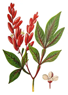 Quassia amara (amargo, bitter-ash, bitter-wood)