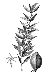 Quebracho blanco, called kebrako or white quebracho