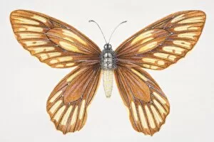 Wing Gallery: Queen Alexandras Birdwing, Ornithoptera alexandrae, yellow and brown butterfly