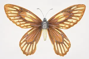 Insect Prints: Queen Alexandras Birdwing, Ornithoptera alexandrae, yellow and brown butterfly