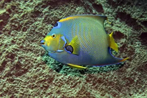 Images Dated 7th September 2014: Queen Angelfish -Holacanthus ciliaris- in front of sponge, Little Tobago, Trinidad and Tobago