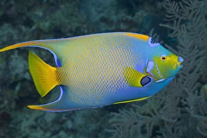 Queen Angelfish swimming over tropical coral reef