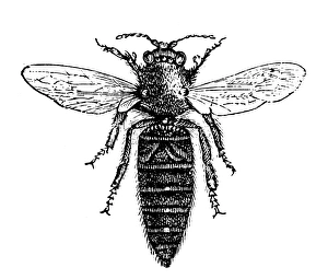 Images Dated 21st March 2016: Queen bee