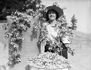 Hops Prints: Queen Of Hops With Bale Of Hops