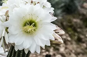 Images Dated 27th May 2013: Queen of the Night cactus -Selenicereus grandiflorus-, Costa Brava, Spain