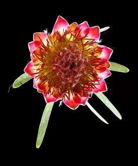 Images Dated 15th August 2008: Queen Protea Top