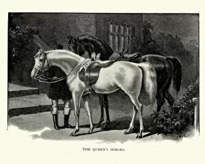 Queen Victoria (r. 1819-1901) Gallery: Queen Victorias Horses