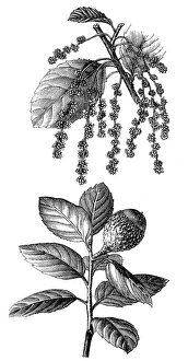 Oak Tree Gallery: Quercus suber (cork oak)