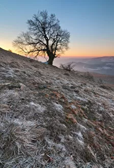 Michael Breitung Landscape Photography Gallery: Quiet Land - Witch Beech Tree, RhAon